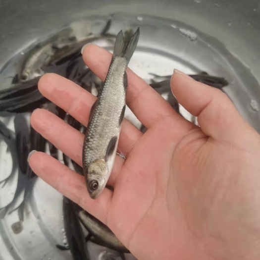 资中县青鱼苗  支持送货上门，货到付款量大从优，四川，云南，贵州，