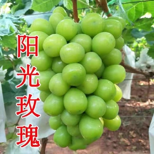 临沂阳光玫瑰葡萄苗 嫁接苗包品种 南北均可种植产量高 种植指导