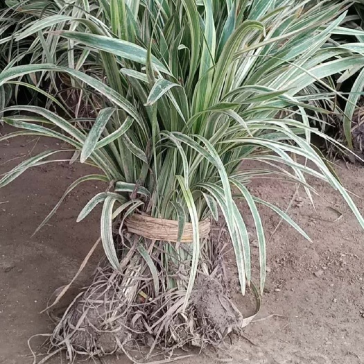 襄樊金边麦冬草
