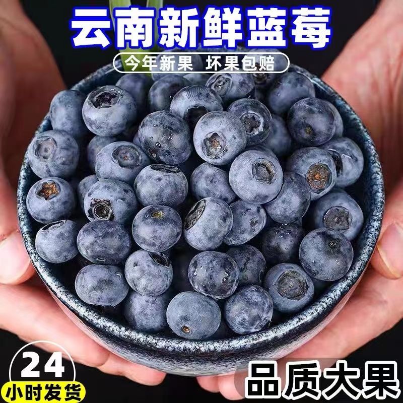 昆明现摘现发 云南新鲜蓝莓当季时令水果 鲜果蓝莓水果 果园