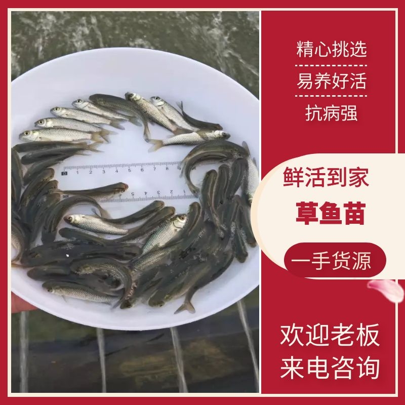 广州优质草鱼苗一手货源产地直供可全国发货价格美丽欢迎来电订购