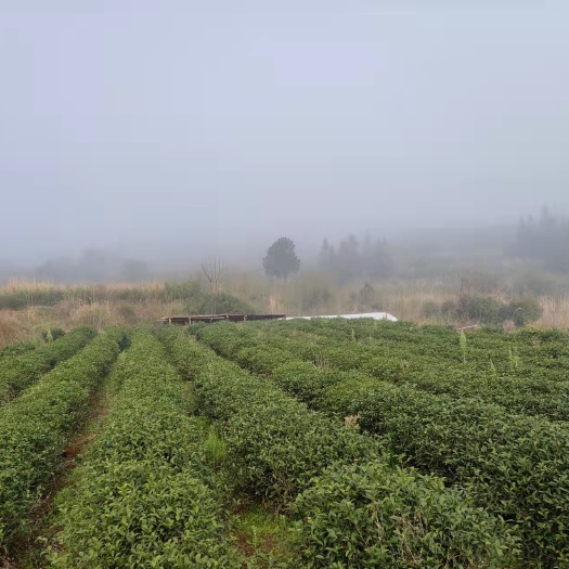 100亩茶园转租