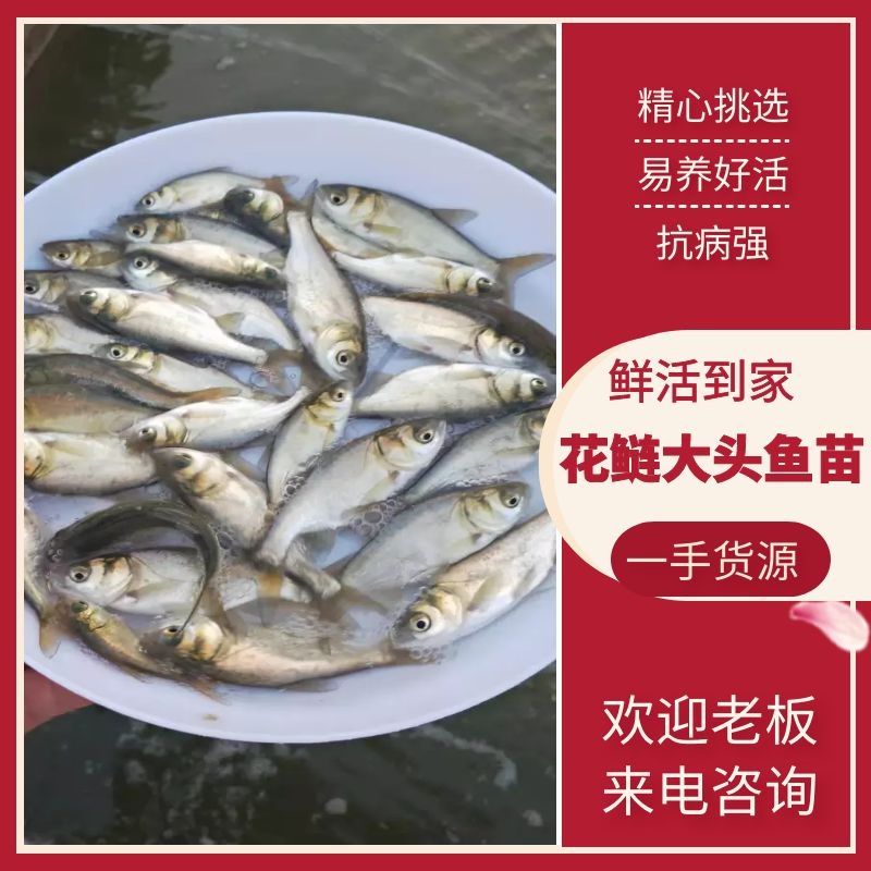 广州雄鱼苗  花鲢大头鱼苗大量出售一手货源产地直供价格美丽欢迎来