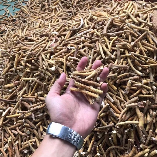 梧州黄金五指毛桃（有生鲜品，干制品，生物有机肥种植）