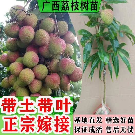 灵山县妃子笑荔枝苗广西灵山荔枝树苗嫁接苗妃子笑桂味糯米糍仙进奉冰荔