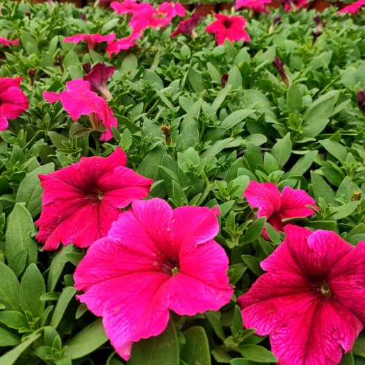 莒南县 矮牵牛花