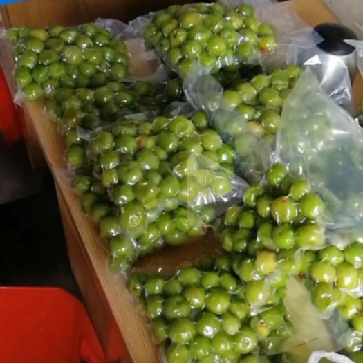 信宜市三华李椒盐泡酸李真空包装新鲜腌制孕妇水果，现摘三月李一件代