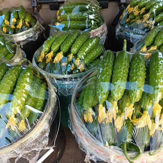 绥中县精品旱黄瓜，鲜花带刺，诚信代办。