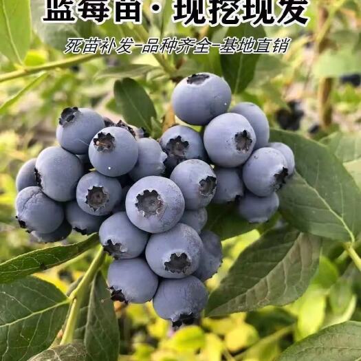 射阳县蓝莓苗   蓝莓树四季盆栽地栽特大蓝莓果树苗南北方阳台种植当