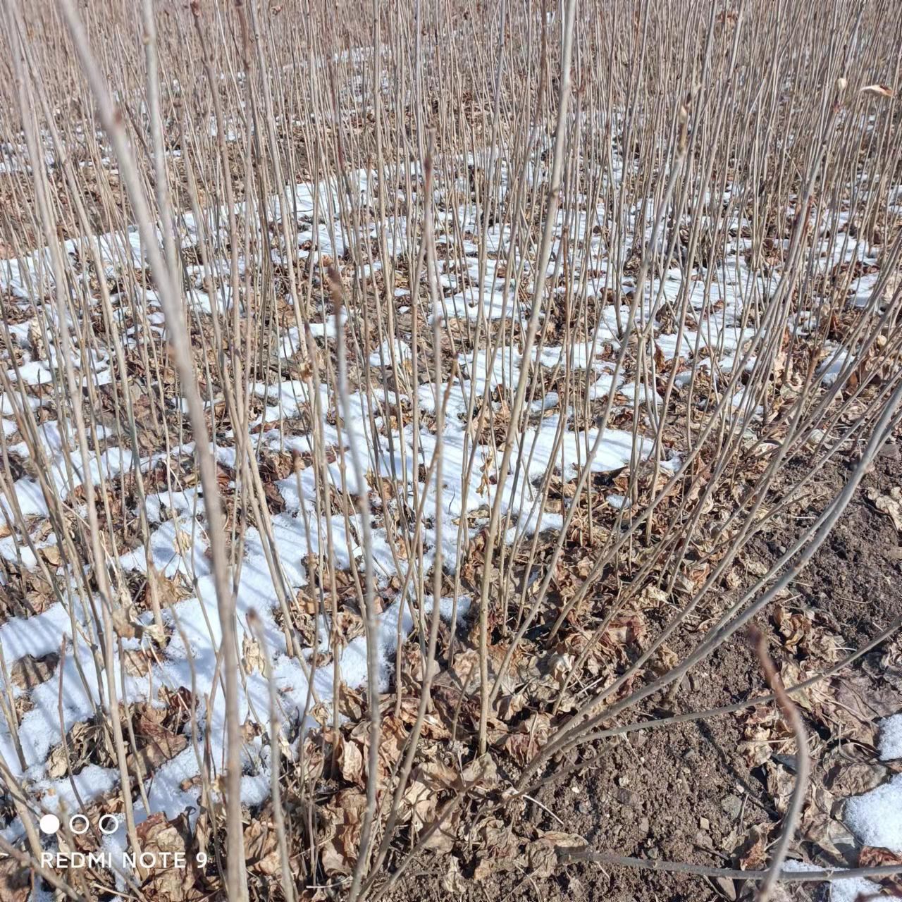 大叶丁香小苗 紫丁香小苗播种苗一年苗苗粗壮根系发达苗圃直发