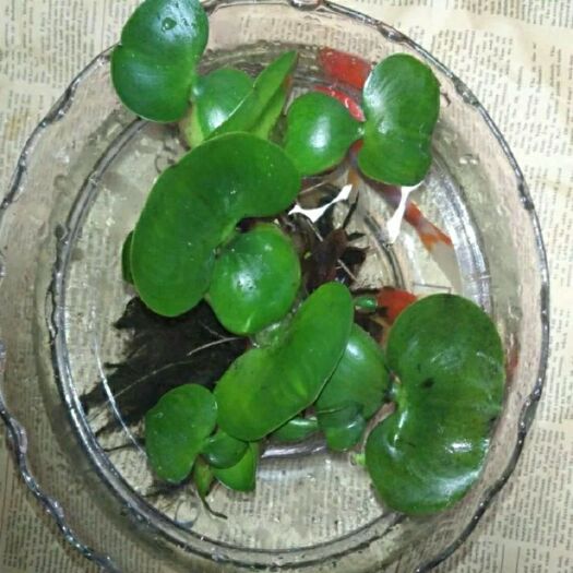 一件代发，水葫芦大量有货，10棵起发，包邮