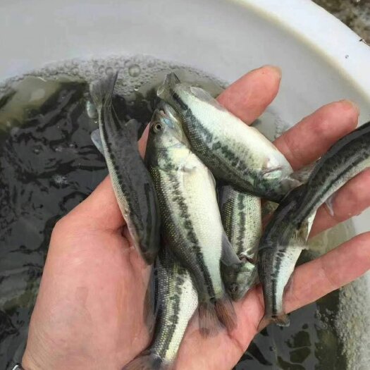 昆明草鱼 成品鱼放鱼塘水库的，品种规格齐全哟