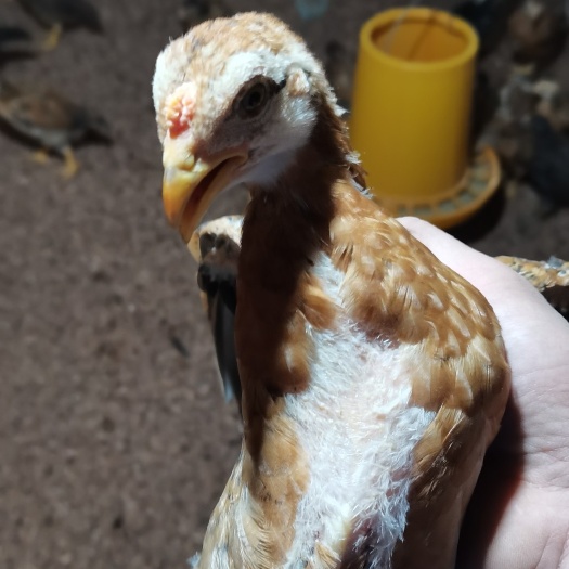 宾阳县斗鸡苗 杂交脱温阉斗鸡