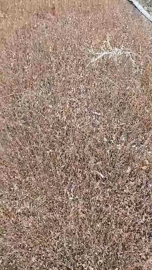 开原市 珍珠绣线菊小苗 珍珠绣线菊 播种苗一年苗雪柳小苗
