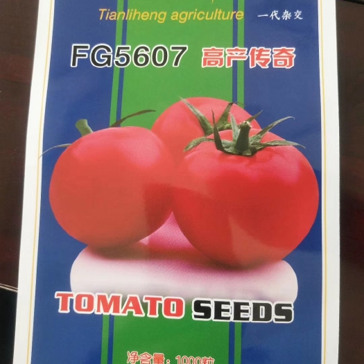 寿光市柿子种子 高产传奇5607
