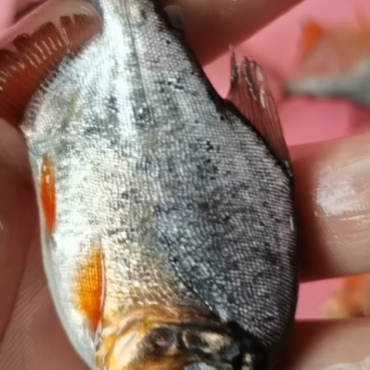 钦州杂交鲳鱼苗，金鲳鱼苗，白鲳鱼苗，养殖基地直销