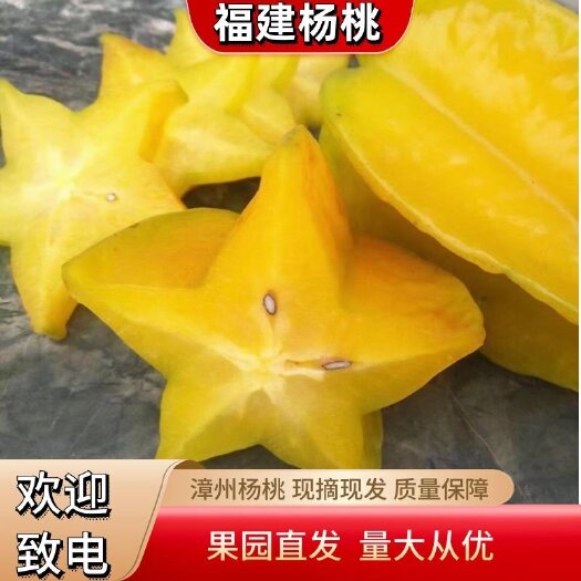 云霄县香蜜杨桃 支持一件代发 自家果园价格优惠