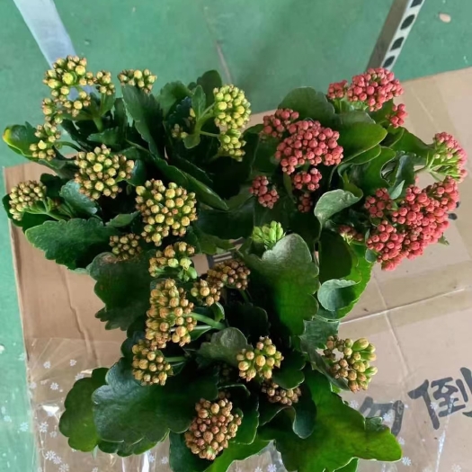 佛山长寿花盆栽 长寿花3色混装120盆
