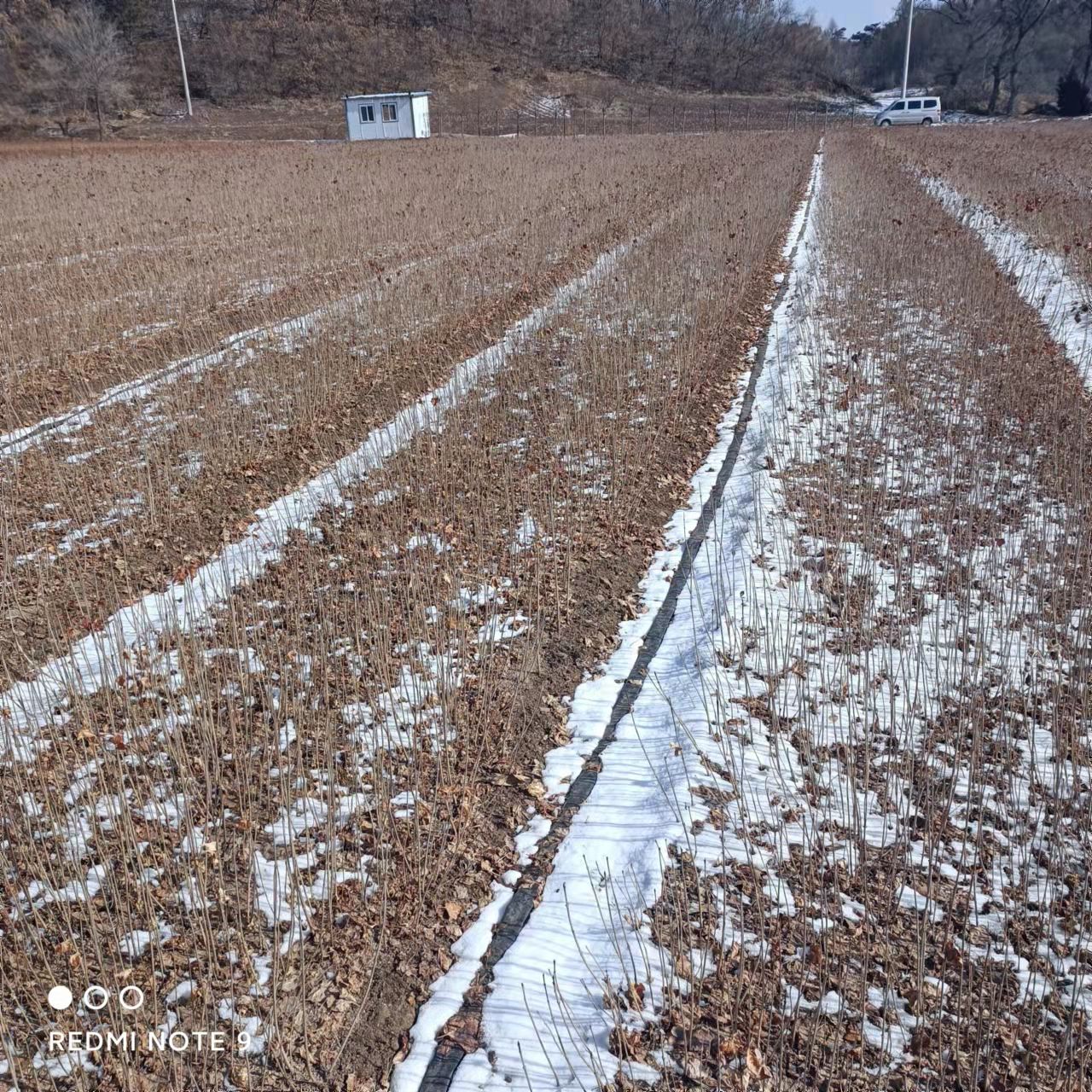 大叶丁香小苗 紫丁香小苗播种苗一年苗苗粗壮根系发达苗圃直发