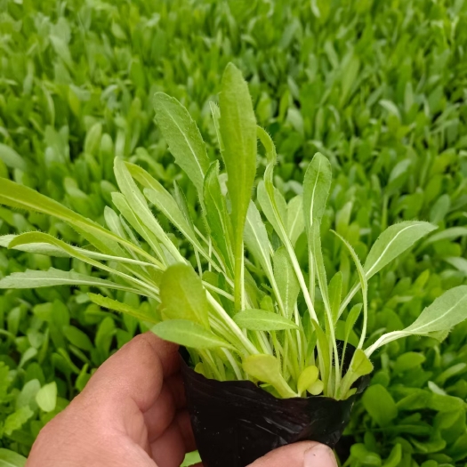 常州天人菊