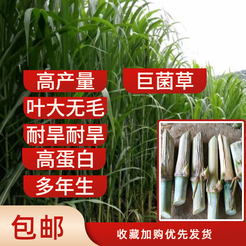 罗甸县巨菌草种种子种节牧草种100节起批贵州发货