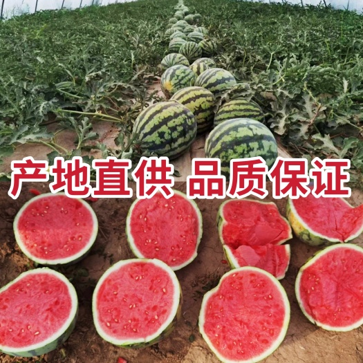 宝鸡麒麟西瓜  陕西宝鸡精品大棚无籽美都 专业产地代办 严格把关