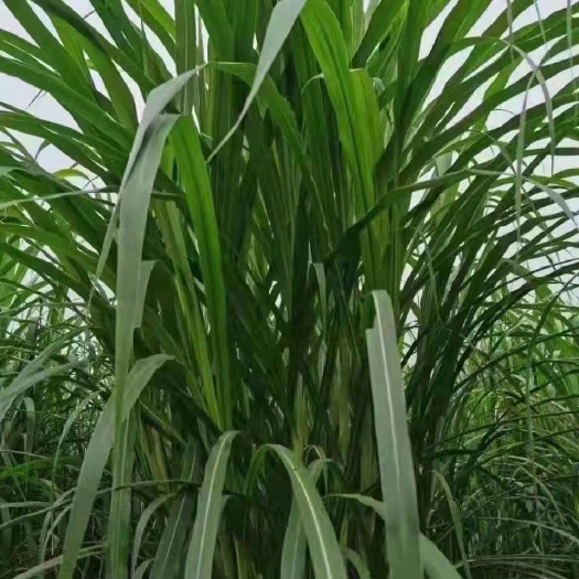 南宁一件代发，新型黄竹草  100棵起发包邮，现砍现发