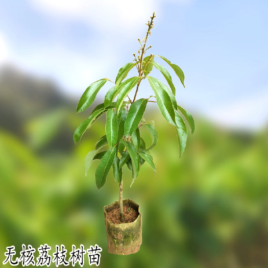 容县无核荔枝苗 仙进奉中国红荔枝果树苗杯苗带土带叶子庭院地栽盆栽