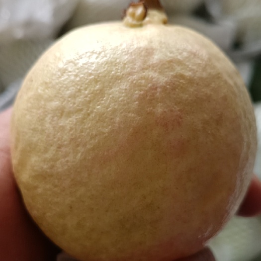 廉江市番石榴 四季桃（香石榴）