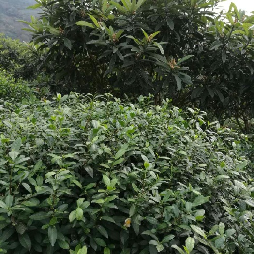 苏州 洞庭山碧螺春茶