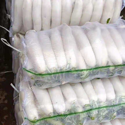 天门市产地直销精品白萝卜，三排四排五排杂货大量供应中