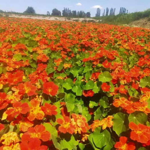 酒泉百日草 美丽乡村，道路美化，挺远美化，花海打造必备品种