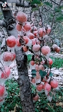 红富士苹果 陕西高原膜袋红富士产地直销