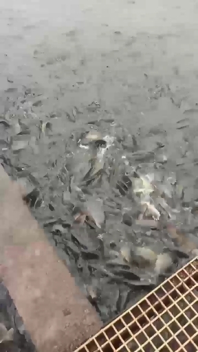 重庆市鲫鱼