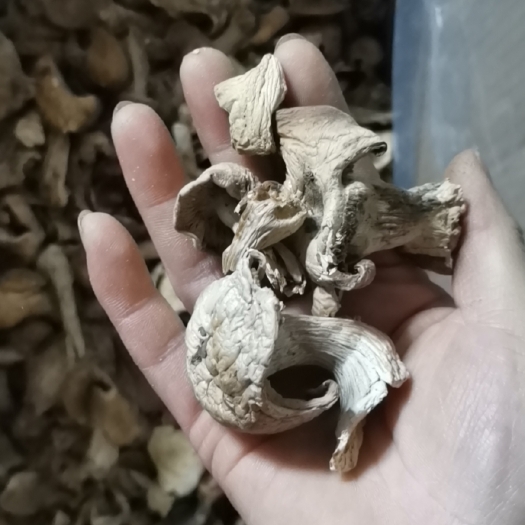 扎兰屯市蘑菇 白蘑