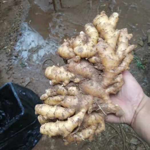 沂水县小黄姜生姜产区直供可加工水洗保证质量，价格便宜