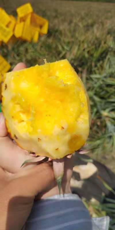 金钻凤梨 大量供应各种水果，有需要的老板可以联系