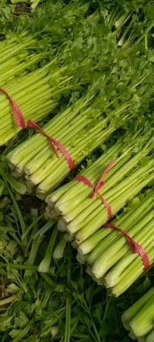 鹿邑县西芹
