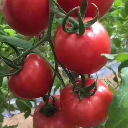 晋中普罗旺斯番茄 普罗旺斯