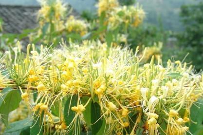 隆回县山银花 湘蕾银花