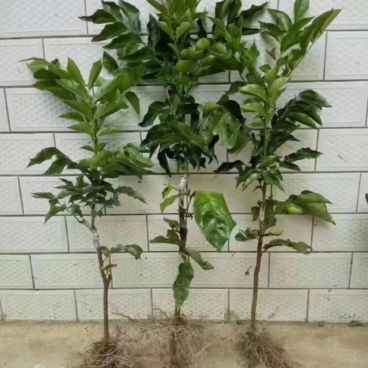 南宁黑黄皮果苗 南宁果苗供应链大量出售黑金刚黄皮苗