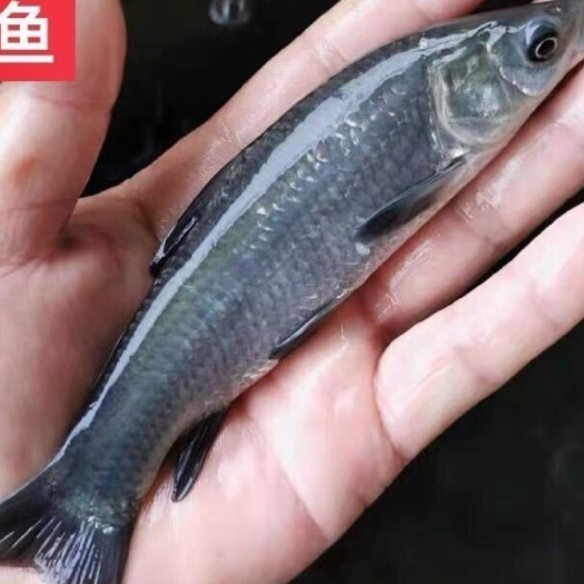 重庆市乌青鱼 青鱼苗