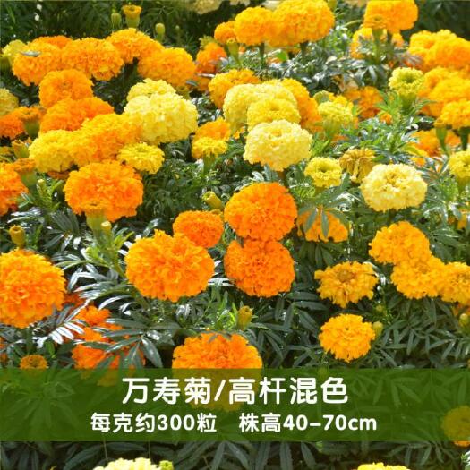 万寿菊种子新种子菊花种臭芙蓉花籽四季易种质量保证提供种植技