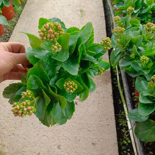 青州市长寿花盆栽 长寿花种植，多色长寿花批发，长寿花大量有货