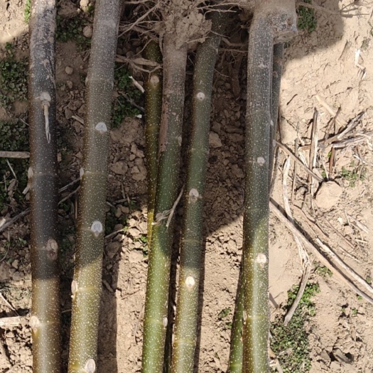 西华县3-8公分泡桐树苗