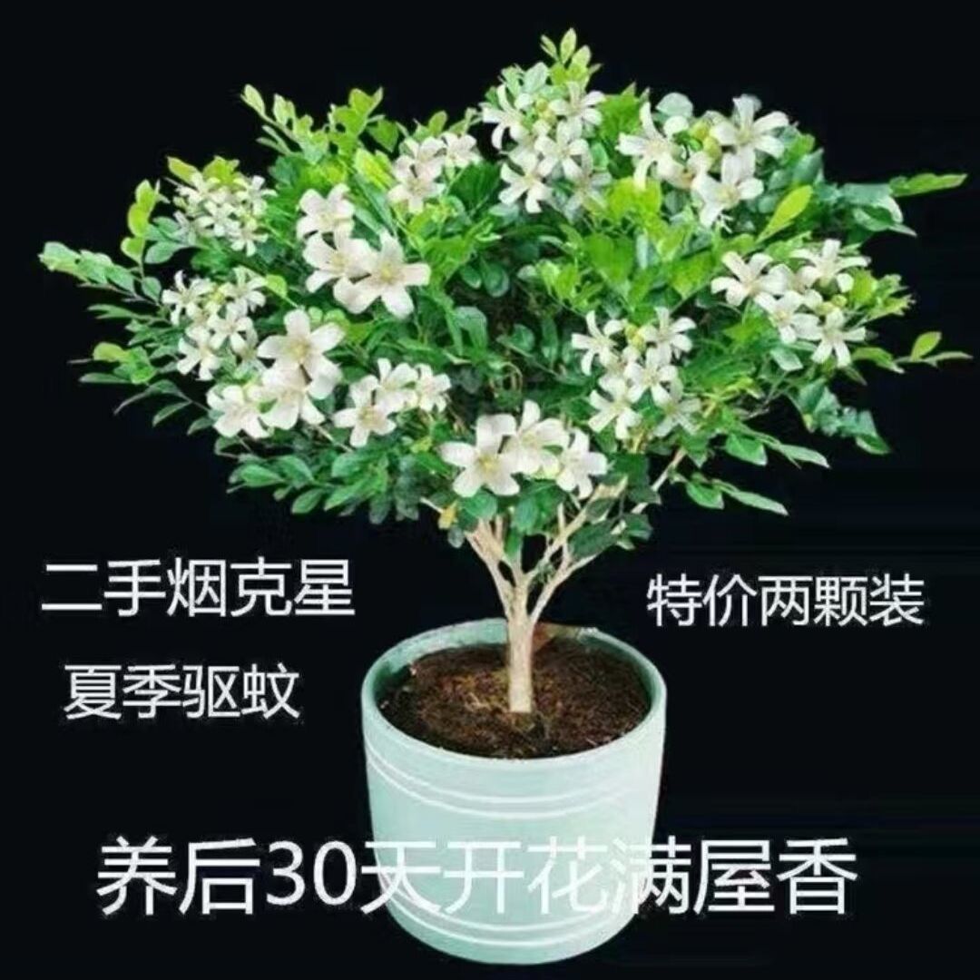 驅(qū)蚊濃香型四季開花九里香盆栽綠植花好養(yǎng)室內(nèi)陽臺花卉南北可養(yǎng)