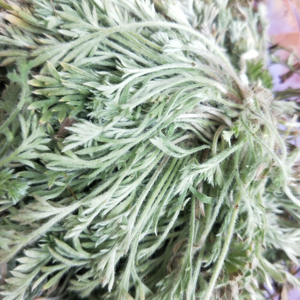 甘谷县 茵陈  干货