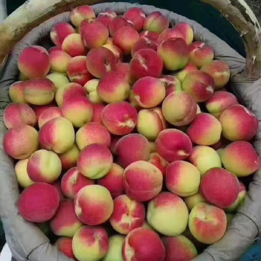  红梅杏