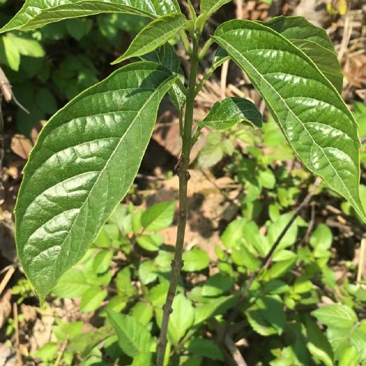 永春县山野菜 大叶青野菜