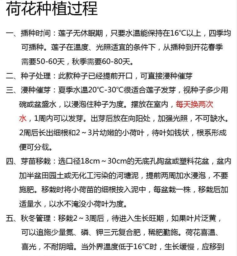 荷花种子 红荷花莲子种子莲藕种苗食用池塘观赏河道绿化盆栽